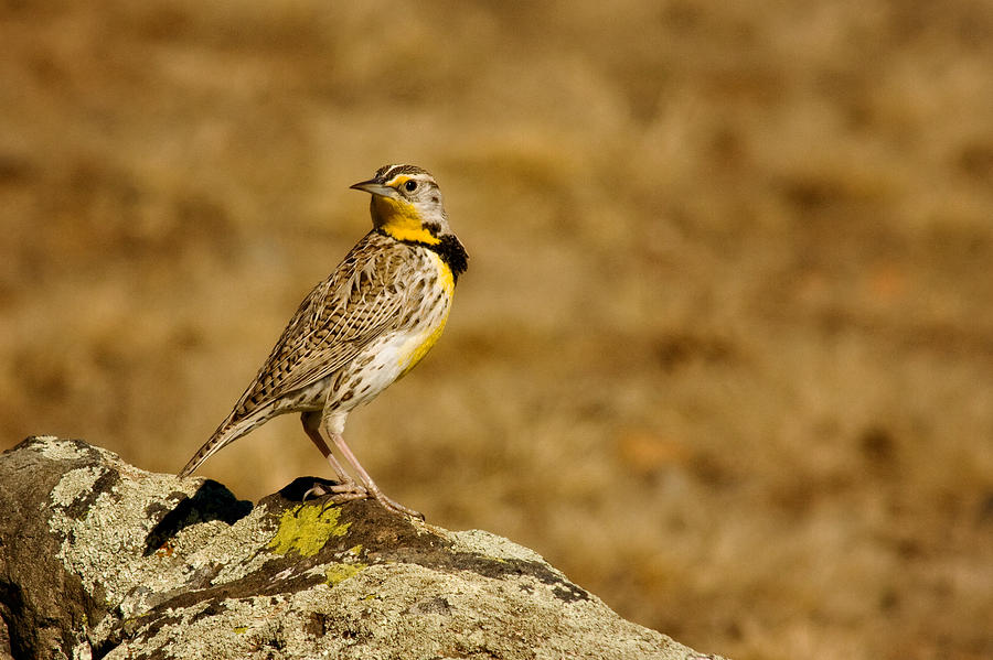 Eastern Meadowlark Photograph