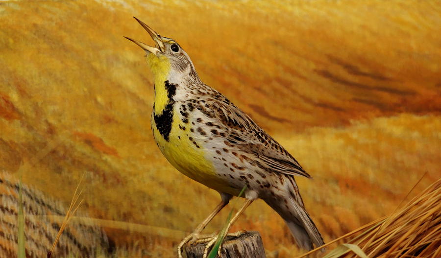 Meadowlark Photograph - Eastern Meadowlark by Larry Trupp
