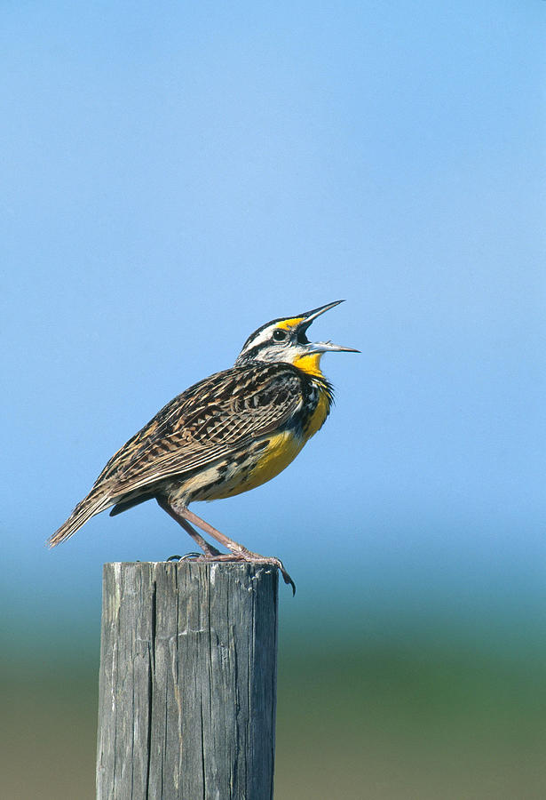 Eastern Meadowlark Photograph by Paul J. Fusco - Fine Art America