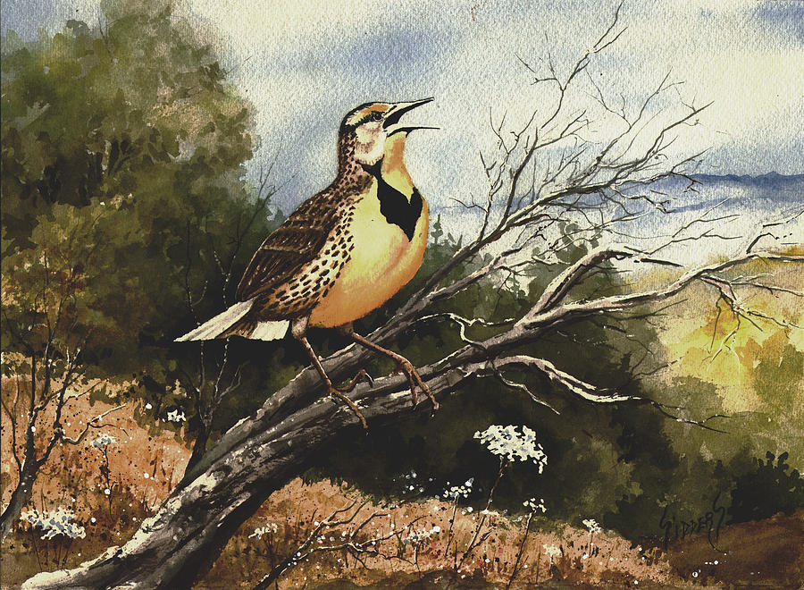 Eastern Meadowlark Painting by Sam Sidders