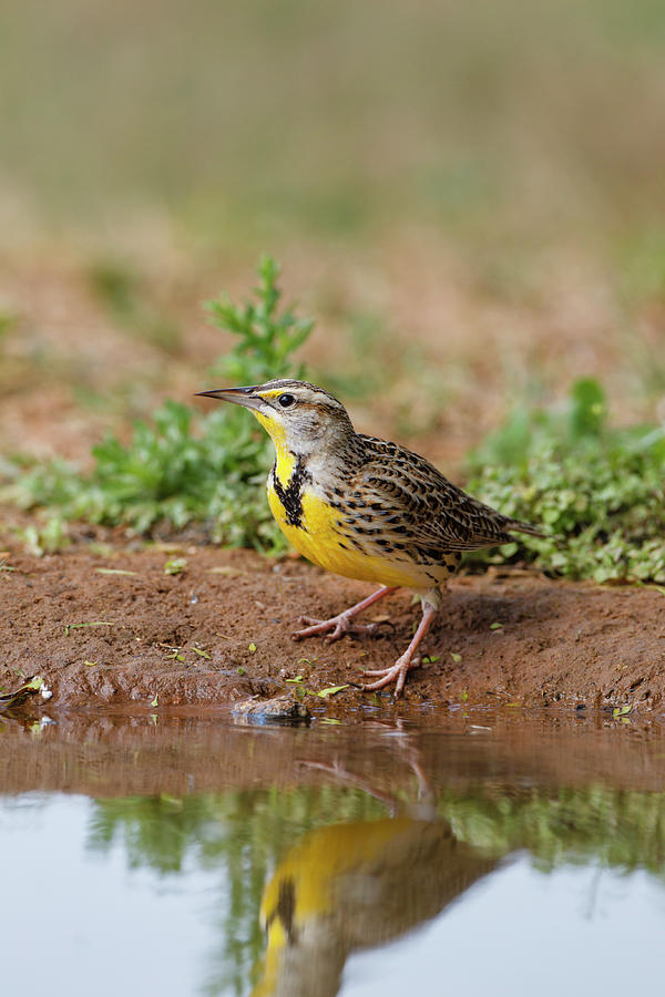 Drinking Photograph - Eastern Meadowlark (sturnella Magna by Larry Ditto