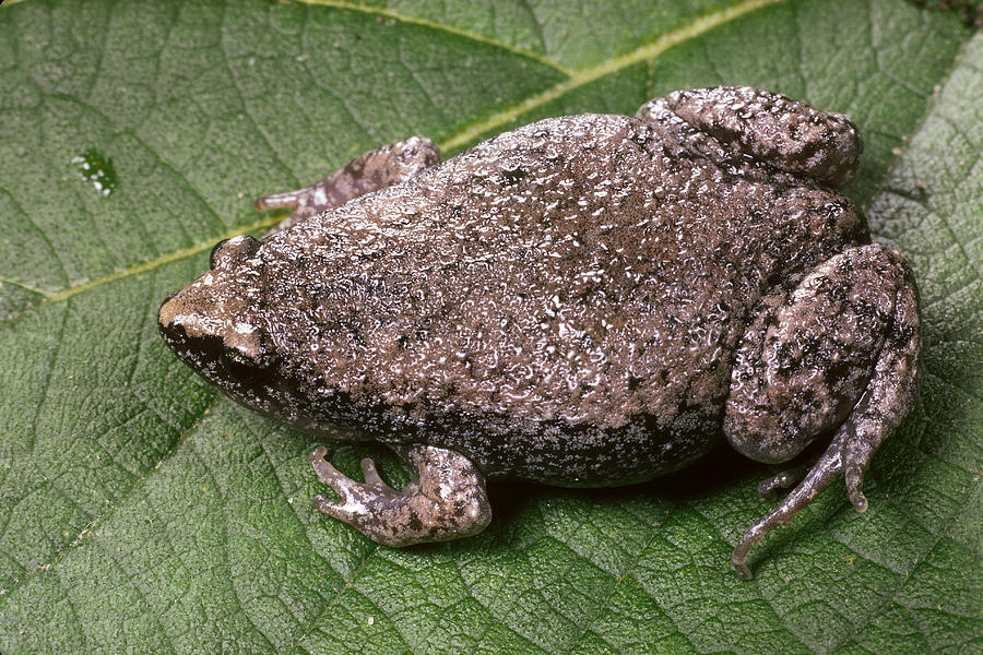 Eastern Narrow-mouthed Toad Photograph by Phil A. Dotson