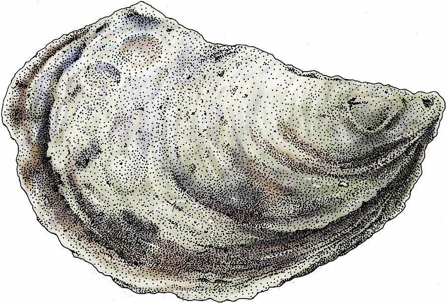 Eastern Oyster Photograph by Roger Hall