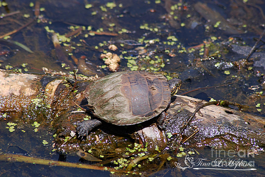 Eastern Painted Turtle 20120430a_250a Photograph by Tina Hopkins