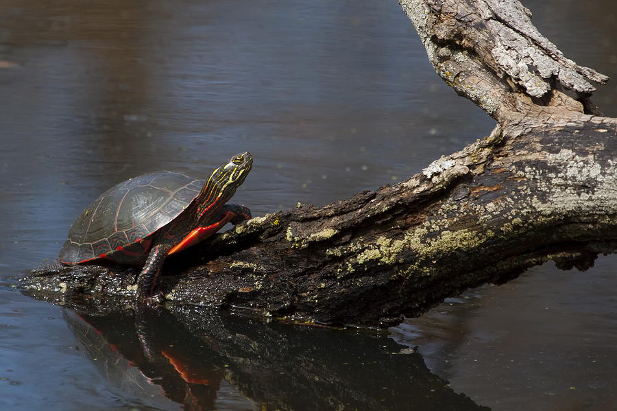 Eastern Painted Turtle Photograph by James Schwolow - Fine Art America