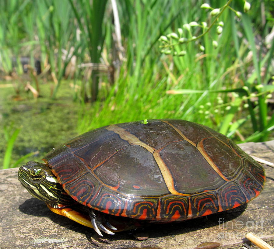 Eastern Painted Turtle Photograph by Joshua Bales - Pixels