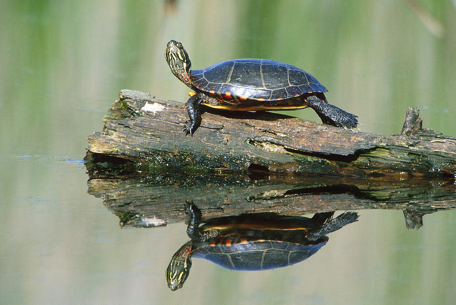 Eastern Painted Turtle Photograph by Paul J. Fusco - Fine Art America