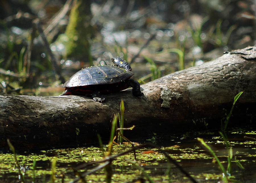 Eastern Painted Turtle Photograph by Rebecca Sherman