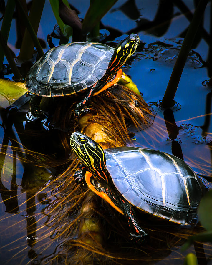 Eastern Painted Turtles Photograph by Bob Orsillo