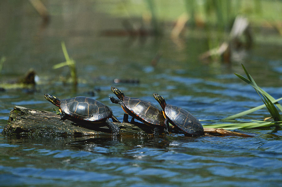 Eastern Painted Turtles Photograph by Paul J. Fusco