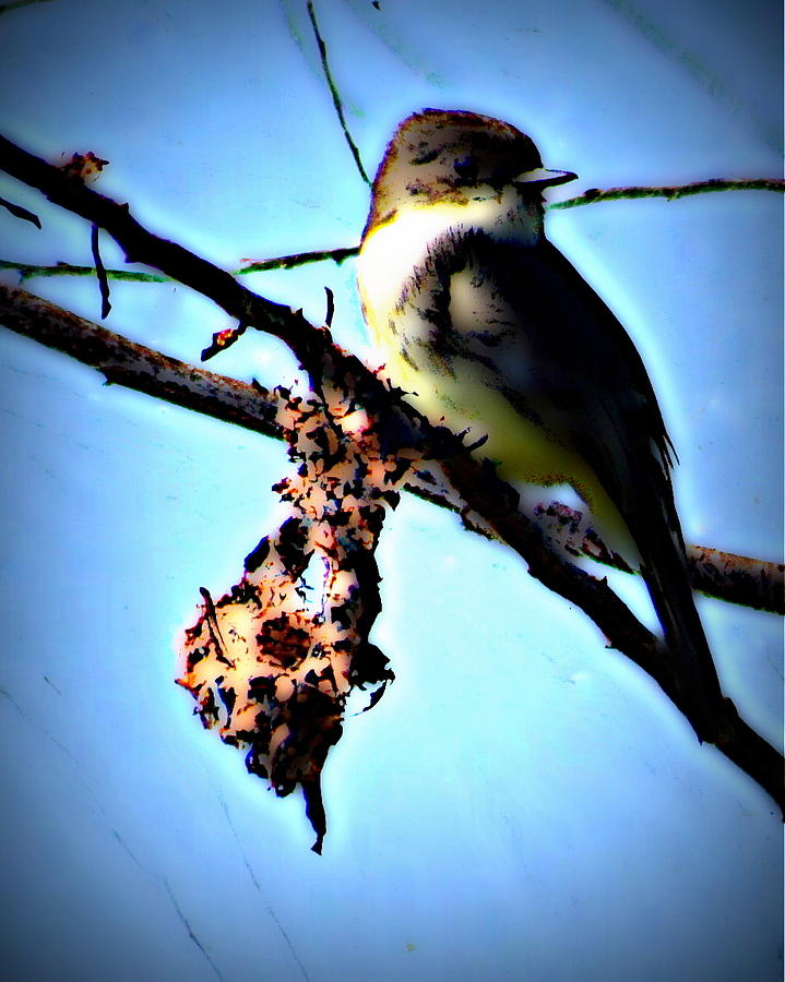 Eastern Phoebe 1 Photograph by Sheri McLeroy