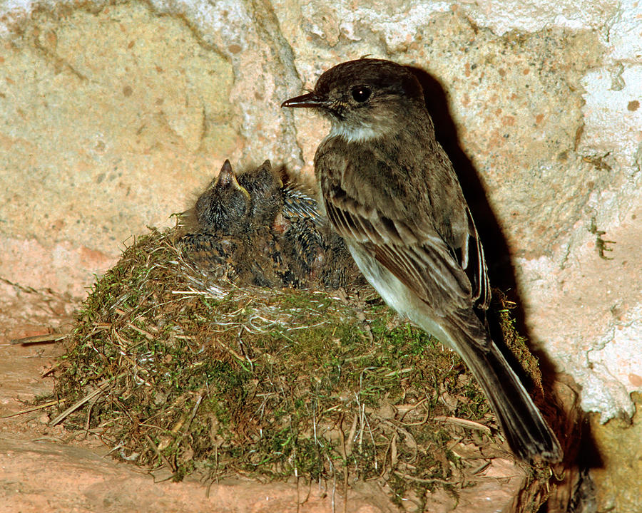 Eastern Phoebe Adult With Young Photograph by Millard H. Sharp