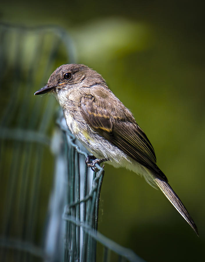 Flycatcher Photograph - Eastern Phoebe by Andrew Lawlor