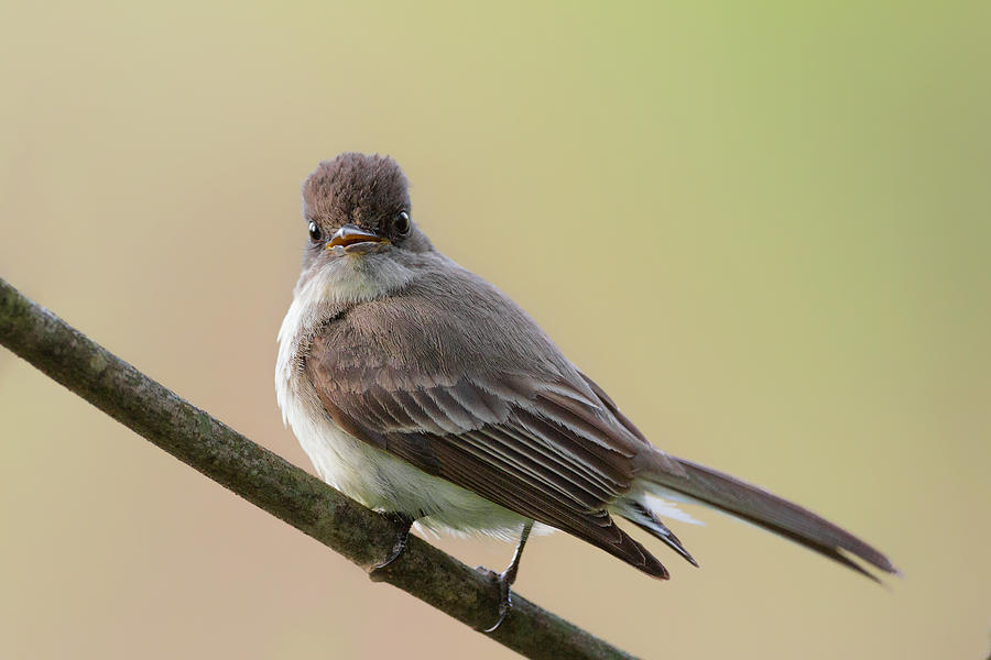 Eastern Phoebe Photograph by Bill Wakeley