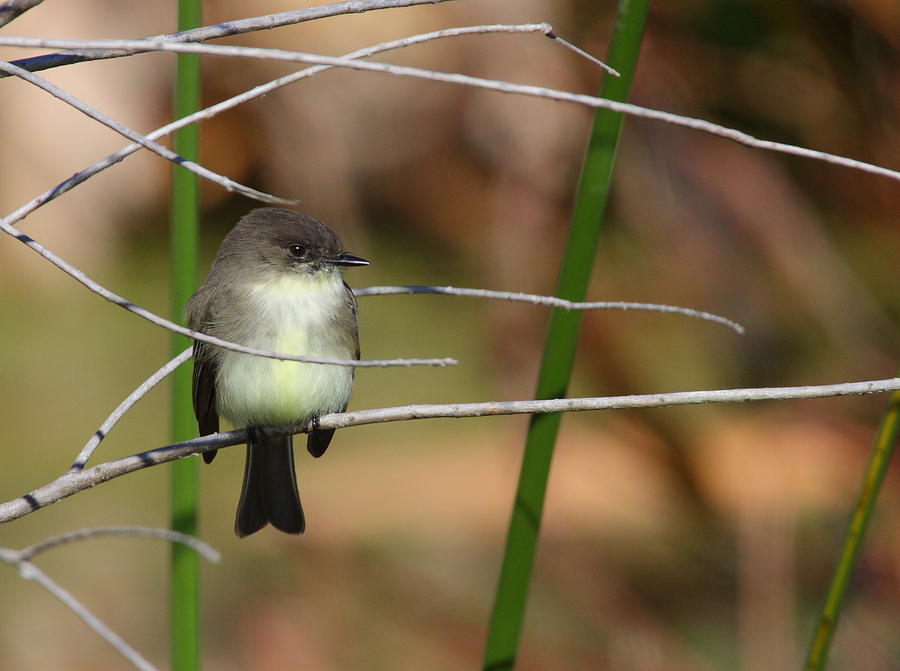 Eastern Phoebe Photograph by Bruce J Robinson