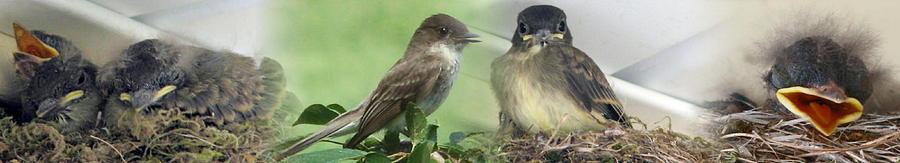 Eastern Phoebe Family Photograph by Natalie Rotman Cote