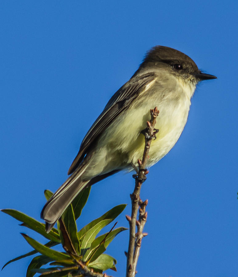 Eastern Phoebe Photograph by Jane Luxton