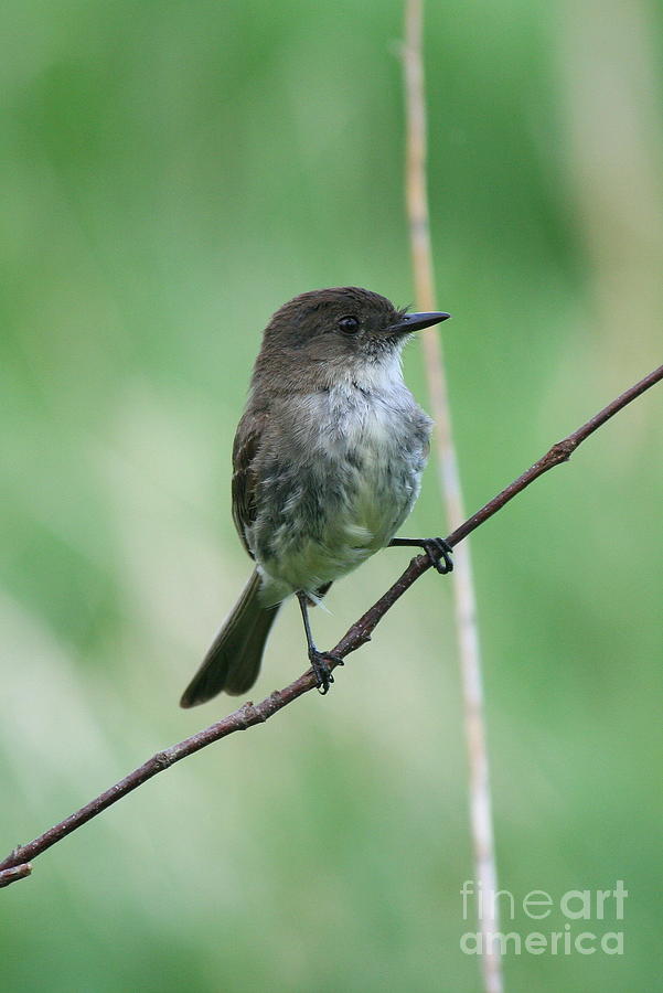 Eastern Phoebe Photograph by Neal Eslinger