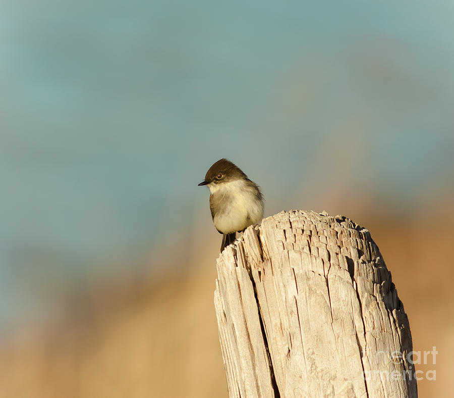 Eastern Phoebe Photograph by Robert Frederick
