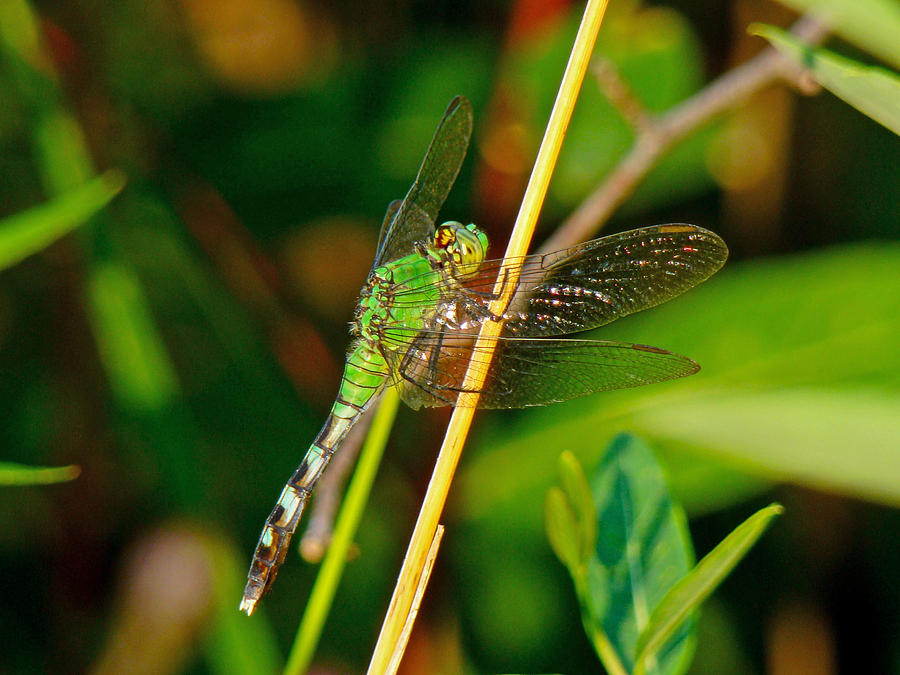 Eastern Pondhawk Female Dragonfly - Erythemis simplicicollis Photograph by Carol Senske