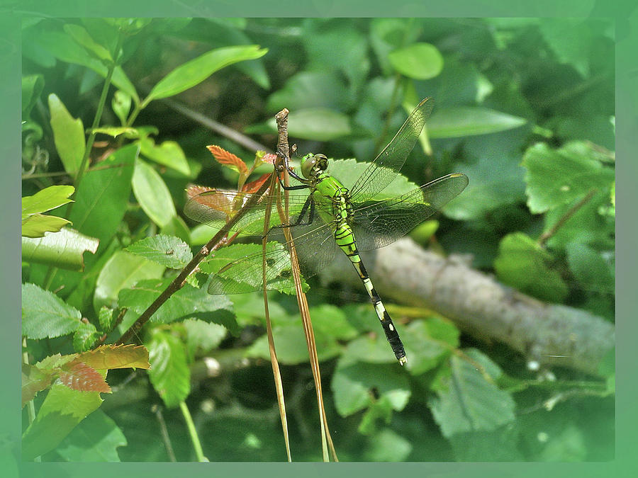 Eastern Pondhawk Female Dragonfly - Erythemis simplicicollis - on Pine Needles Photograph by Carol Senske