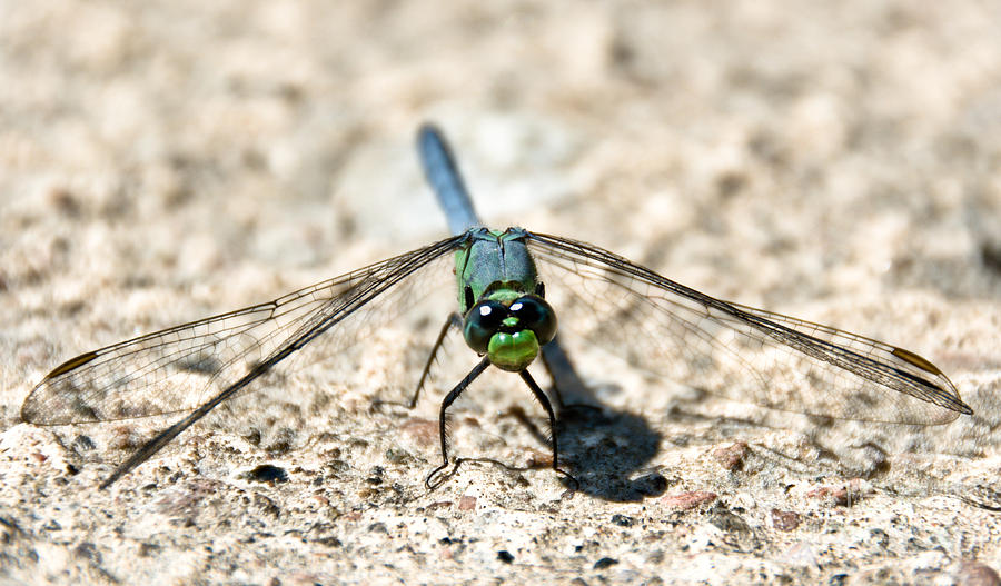 Eastern Pondhawk Front Photograph by Cheryl Baxter