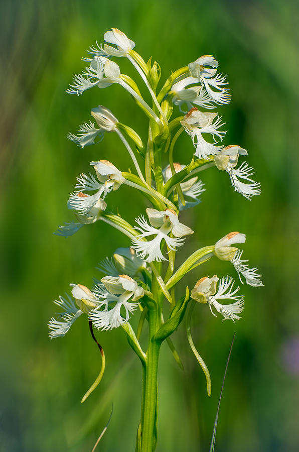 Eastern Prairie Fringed Orchid Photograph by Jim Zablotny