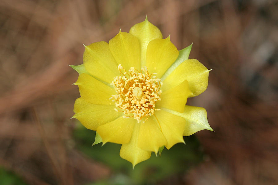 Nature Photograph - Eastern Prickly Pear Cactus by April Wietrecki Green
