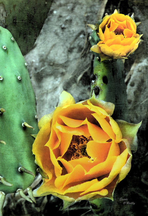 Flower Photograph - Eastern Prickly Pear Cactus by Sandi OReilly