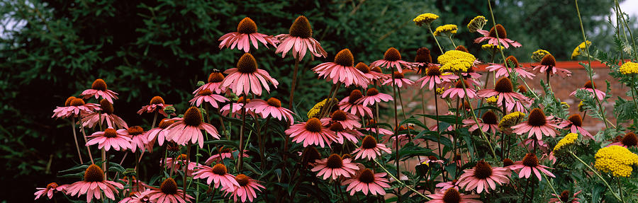 Nature Photograph - Eastern Purple Coneflower Echinacea by Panoramic Images