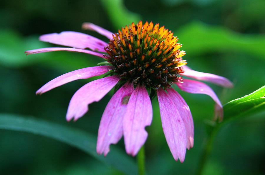 Eastern Purple Coneflower beside the Air Line State Park Trail  Photograph by Neal Eslinger