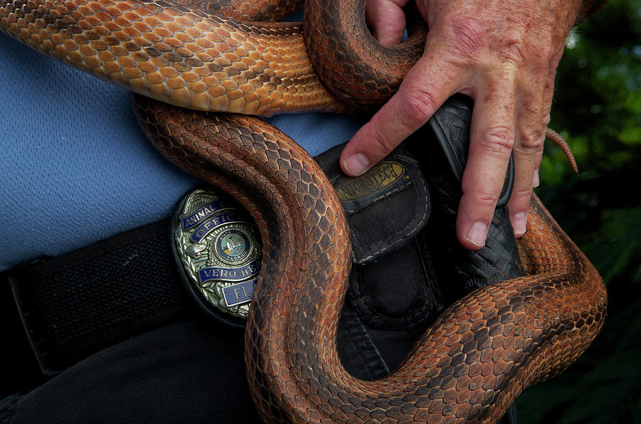 Eastern Rat Snake Scotophis Photograph By Aaron Ansarov - Fine Art America