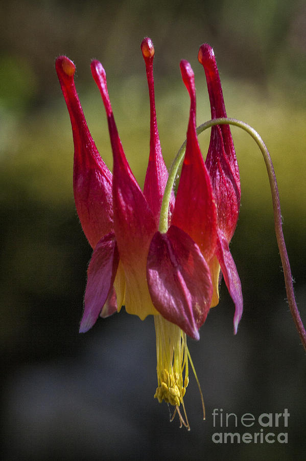 Eastern Red Columbine Photograph by Ronald Lutz