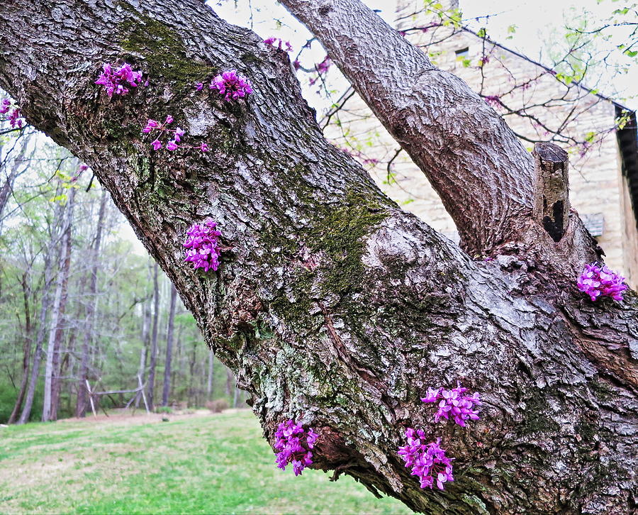 Eastern Redbud 3 Photograph by Rene Barger | Fine Art America