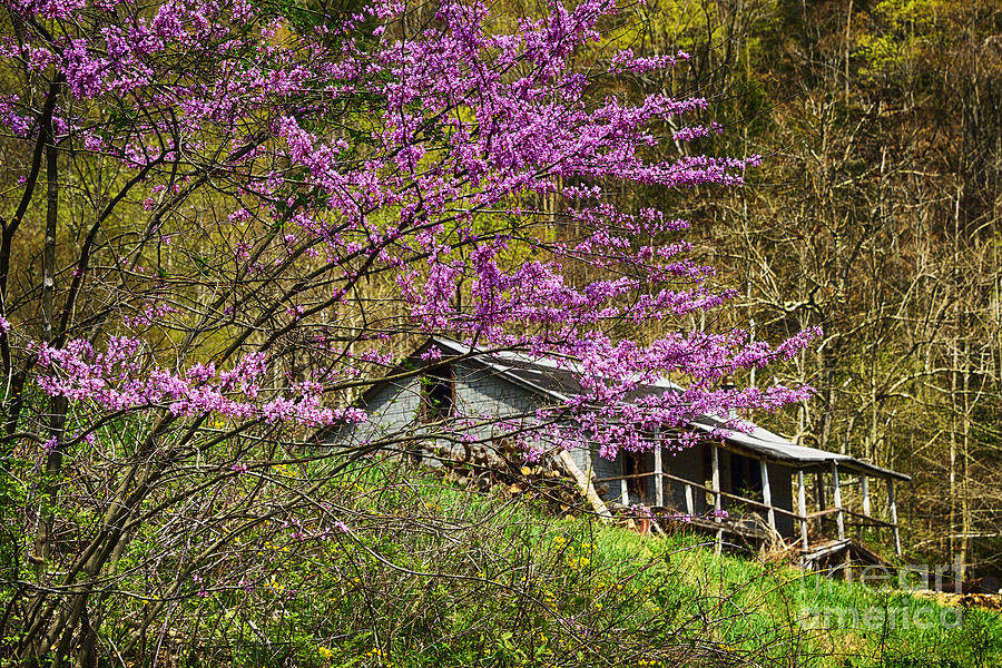 Eastern Redbud And Abandoned Home Photograph