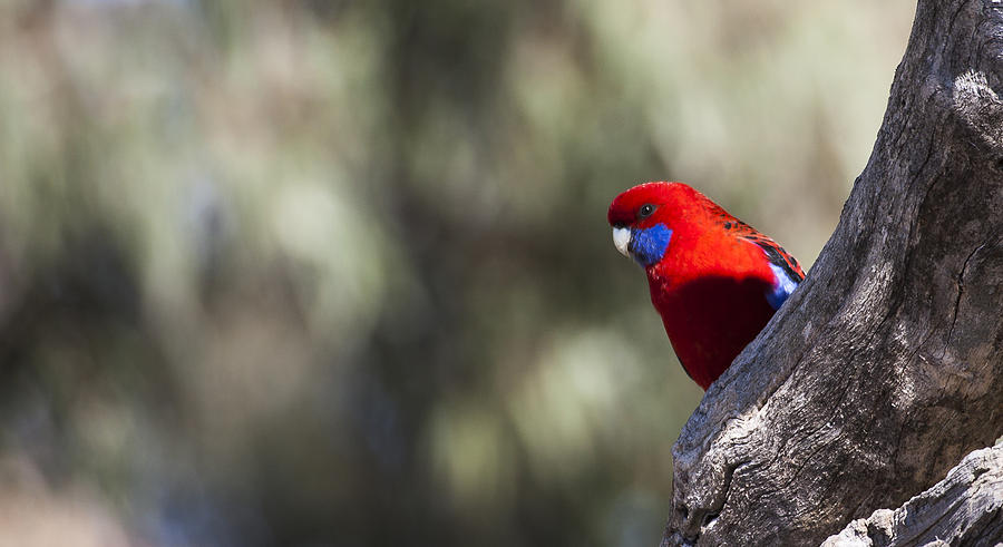 Crimson Rosella - Australia Photograph by Steven Ralser