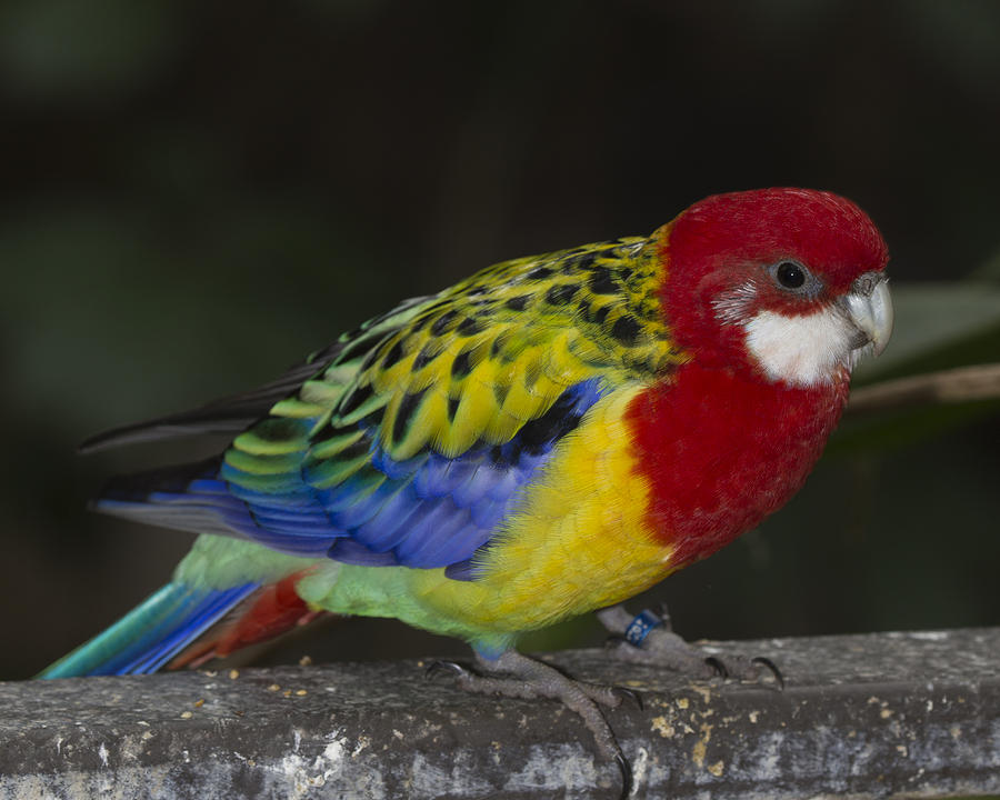 Bird Photograph - Eastern Rosella by Gerald Murray Photography