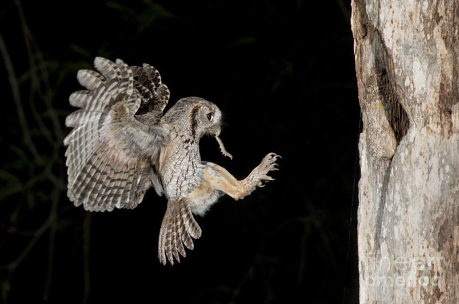 Owl Photograph - Eastern Screech Owl by Anthony Mercieca