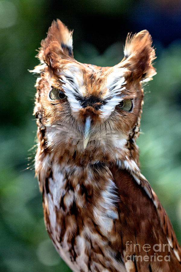 Eastern Screech-Owl Photograph by Bernd Laeschke