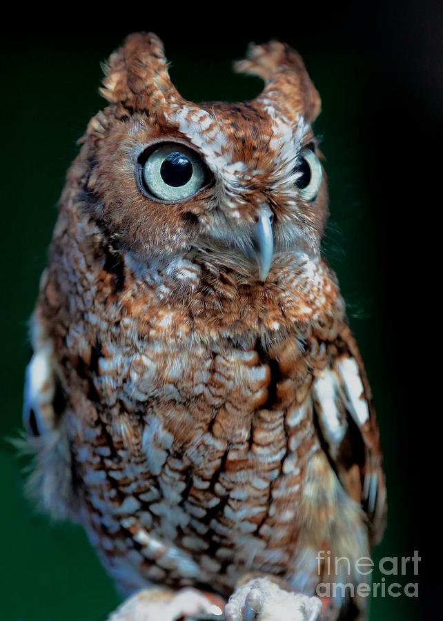 Owl Photograph - Eastern Screech-Owl by Carol Groenen