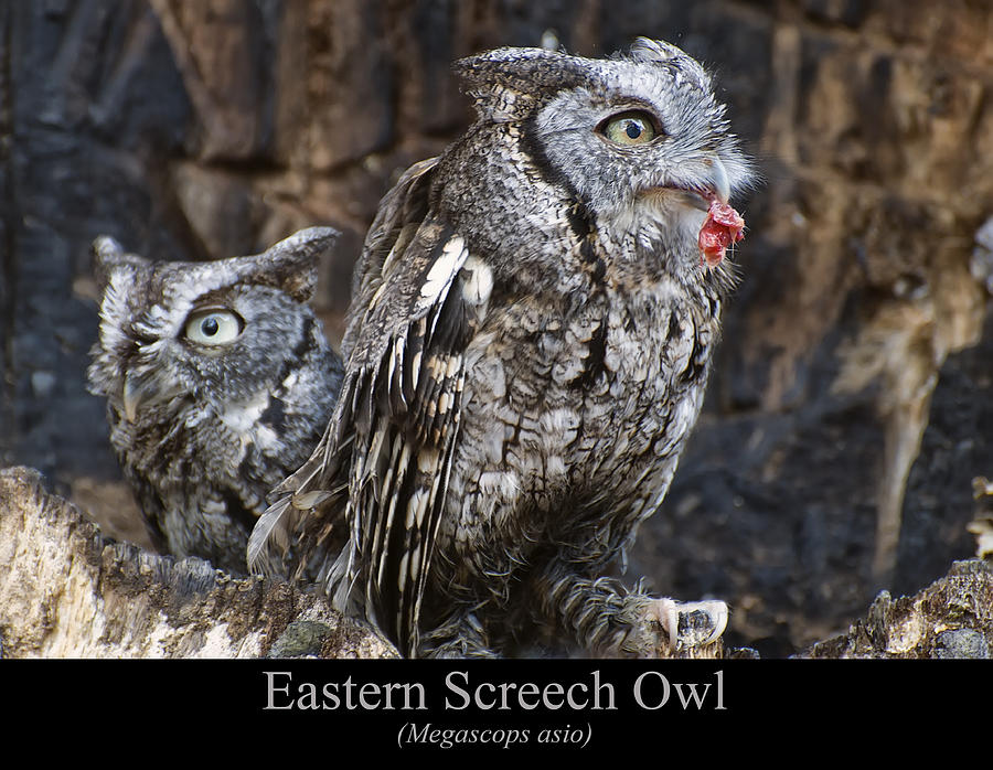 Eastern Screech Owl Digital Art - Eastern Screech Owl by Flees Photos