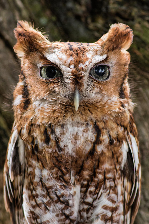 Eastern Screech Owl Photograph by Dale Kincaid
