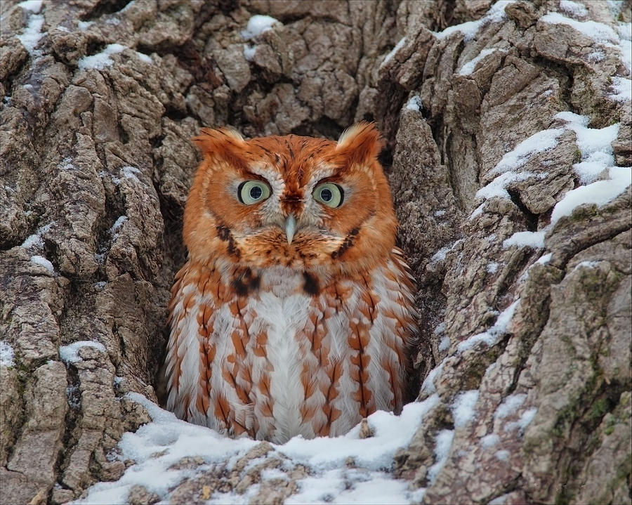 Eastern Screech Owl Photograph by Daniel Behm