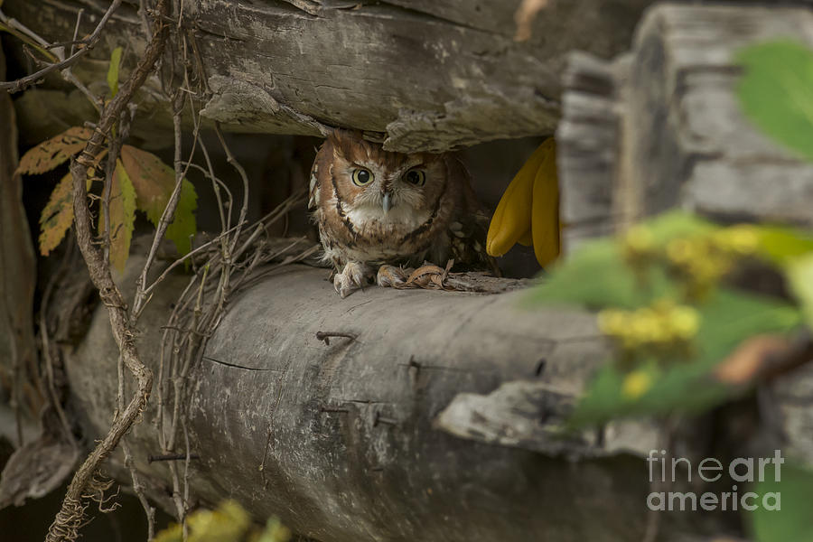 Eastern screech owl hiding between logs Photograph by Dan Friend