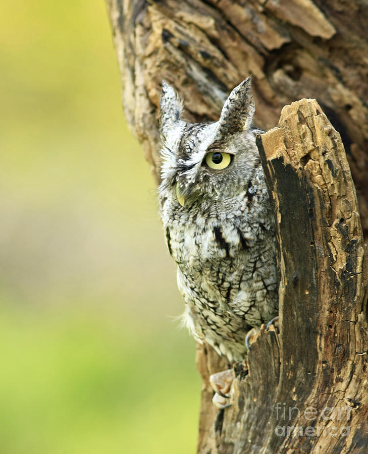 Owl Photograph - Eastern Screech Owl Hiding Out in a Hollow Tree by Inspired Nature Photography Fine Art Photography