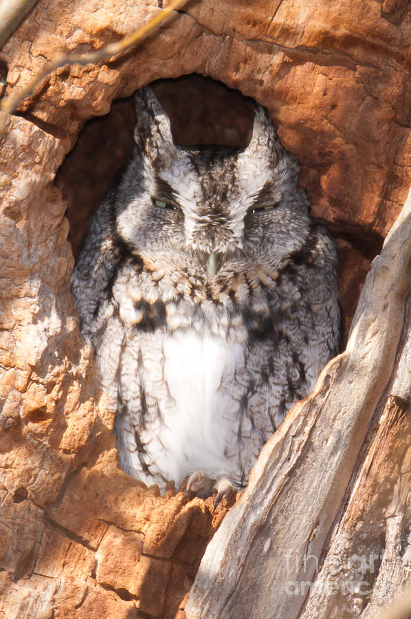 Eastern Screech-Owl I Photograph by Clarence Holmes