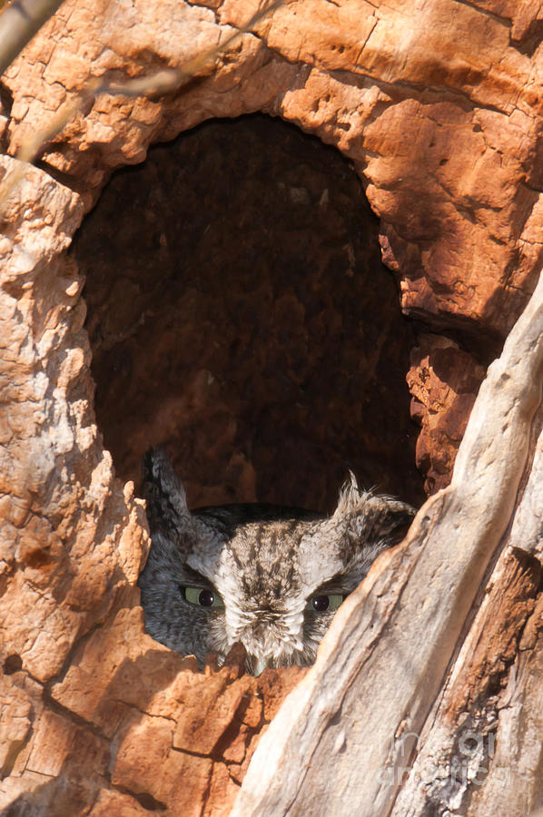 Animal Photograph - Eastern Screech-Owl II by Clarence Holmes