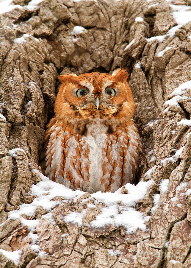 Owl Photograph - Eastern Screech Owl by Joshua Clark Owl Photograph - Eastern Screech Owl by Joshua Clark