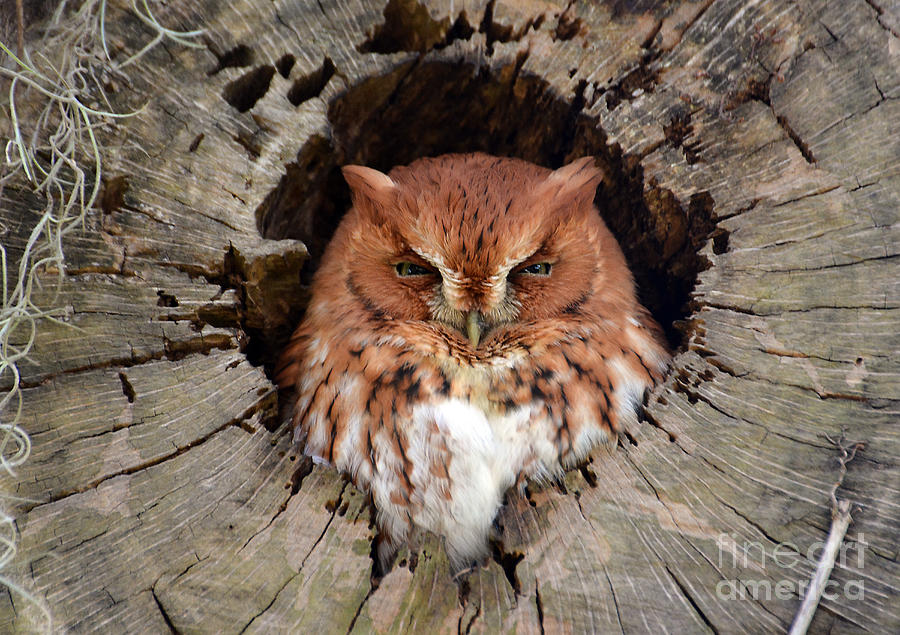 Owl Photograph - Eastern Screech Owl by Kathy Baccari