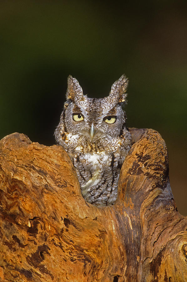 Eastern Screech Owl Long Island Photograph by Tom Vezo